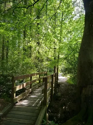 a wooden bridge in the middle of a forest at Bar Hill Lodge in Gatehouse of Fleet