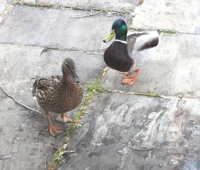 two ducks are standing on a sidewalk at Finest Retreats - The Duck House in Braithwaite