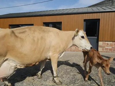 a cow and a baby calf standing in front of a building at Carrock Cottage in Dalston