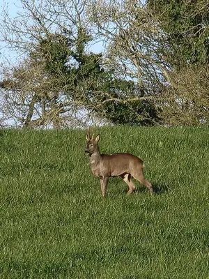 a deer standing in the grass in a field at Harbourside in Garlieston