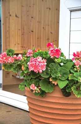 a flower pot with pink flowers in it at Beachcombers in Dumfries