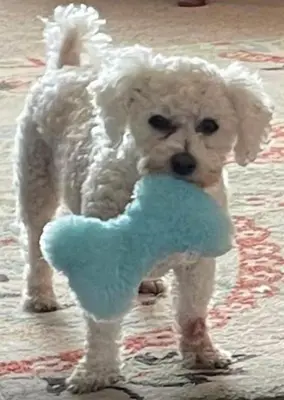 a white dog holding a blue toy in its mouth at A and C Lodge Plot 21 2 double bedrooms PLOT 21 With HOT TUB 1 pet only No Commercial Vans 4pm check in in High Hesket