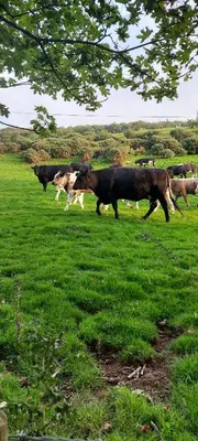 a group of cows walking in a field of grass at Westmorland 32 caravan in Ballantrae