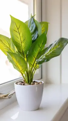 a plant in a white pot sitting on a window sill at Leeward House - Donnini Apartments in Ayr