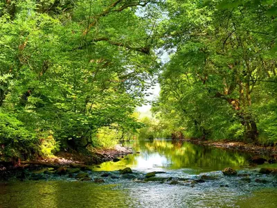 a river in the middle of a forest with trees at Sunnyside in New Galloway