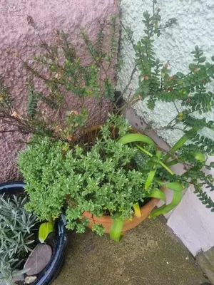a plant in a pot next to a wall at West View Cottage in Seaside Village of Allonby Cumbria in Allonby