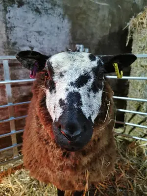 a black and white sheep standing next to a fence at Rainors farm cottage in Gosforth