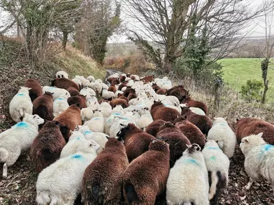 a large herd of sheep walking down a road at Rainors farm cottage in Gosforth