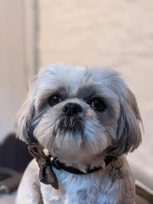 a small white dog wearing a bow tie at The Stables - Bankshill in Lockerbie