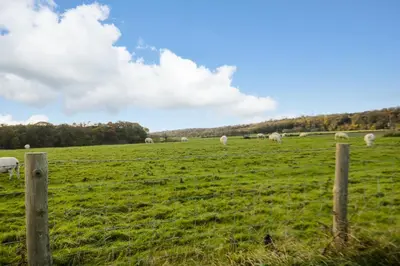 a herd of sheep grazing in a field at Camerton Hall Cottage in Workington