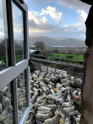 a herd of sheep are looking out of a window at Highside Farm in Bassenthwaite
