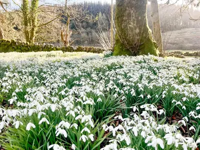 a field of white flowers in front of a tree at Mossdale Cottage in Dalmellington