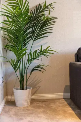 a large green plant in a white pot in a room at London Gate No1 - Donnini Apartments in Kilmarnock