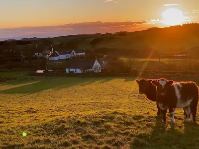 two cows standing in a field at sunset at The Steading at Castle Creavie Farm in Kirkcudbright