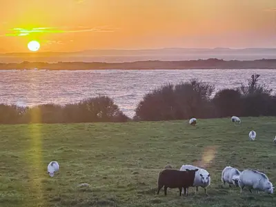 a group of sheep grazing in a field at sunset at Rosebank Cottage in Borgue
