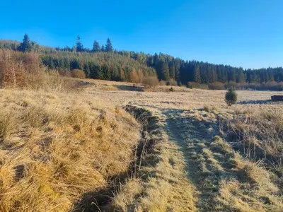 a field with dried grass and trees in the background at Craik Forestry Cottage in Teviothead