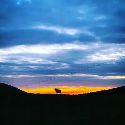 a sheep standing on top of a hill at sunset at The Kites Rest at Castle Creavie Farm in Kirkcudbright