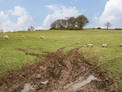 a herd of sheep grazing in a field at Shaw Cottage in Dumfries