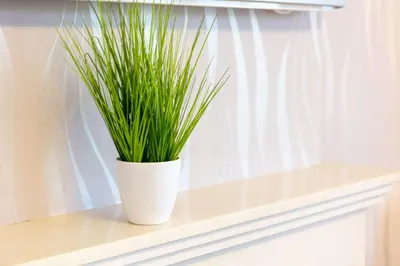 a plant in a white pot sitting on a shelf at 9A Millbrae - Donnini Apartments in Ayr