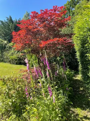a tree with red flowers in a garden at Shelley Cottage in Keswick