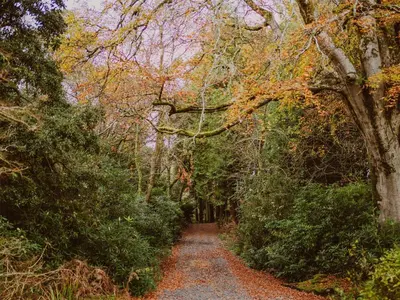 a path through a wooded area with trees at Fawn's Velvet in Enoch