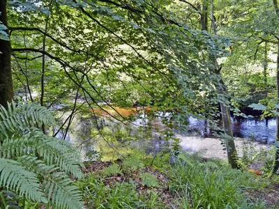 a view of a river with trees and plants at Gardener's Cottage in Palnure