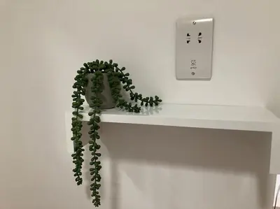 a green plant sitting on a shelf next to an electrical outlet at Marni’s Cottage - Rural location & fell views in Frizington
