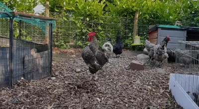 a group of chickens standing in a pen at The Sty & The Stable in Carlisle