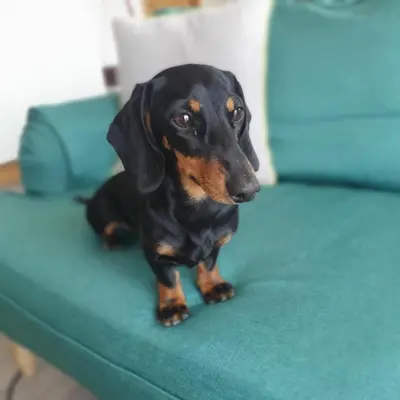 a black and brown dog sitting on a couch at Sea Glass Lodge in Gatehouse of Fleet
