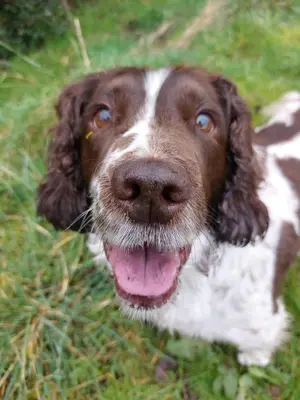 a brown and white dog laying in the grass at Sea Glass Lodge in Gatehouse of Fleet