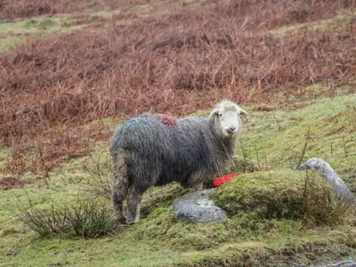 a sheep standing on a grassy hill at Newfield Apartment 2 in Broughton in Furness
