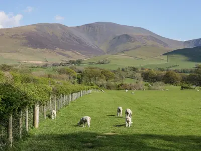 a group of sheep grazing in a green field at Scale Force in Keswick