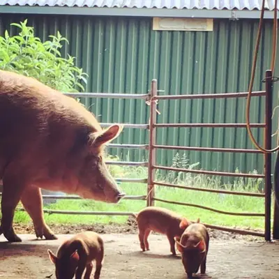 a mother pig and her three baby pigs in a pen at Croft Cottage in Gatehouse of Fleet