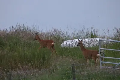 two deer running in a field of tall grass at Dairy Cottage in Gatehouse of Fleet