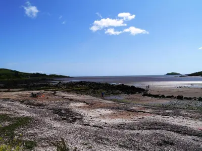 a group of animals standing on the beach at Firpoint in Rockcliffe