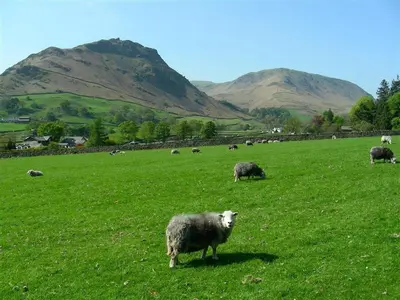 a herd of sheep grazing in a green field at Dovecot Cottage in Ambleside