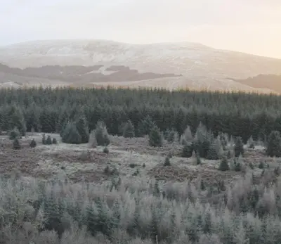 a field with trees and a mountain in the background at The Coorie in Bargrennan