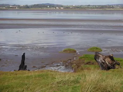 a beach with a bunch of birds in the water at Sians Retreat, Bowness on Solway, perfect stop over when walking Hadrians Wall with hot tub in Bowness-on-Solway