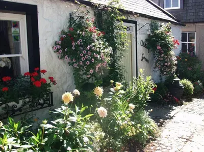a bunch of flowers on the side of a house at Abbey Green, New Abbey, Dumfries and Galloway in Dumfries