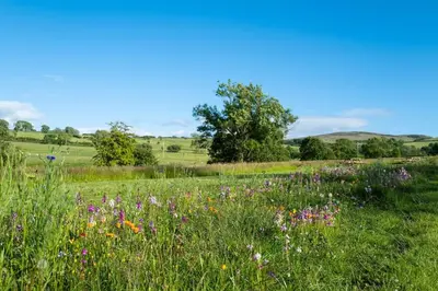 a field of flowers in a grassy field at Snittlegarth Farm Lodges in Wigton