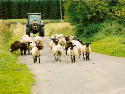 a herd of sheep walking down a road with a tractor at Beautiful Rural 3BR Cottage with Stunning Views - Pass the Keys in Auldgirth