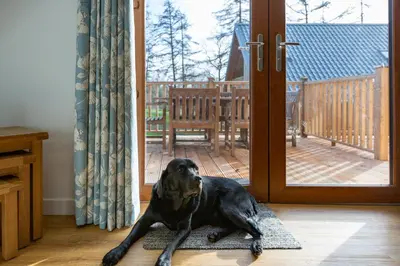 a black dog laying on a rug in front of a door at Lord Galloway 38 with Hot Tub in Newton Stewart