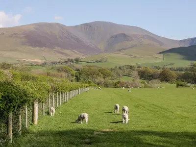 a group of sheep grazing in a grass field at How Hill Farm Cottage in Penrith