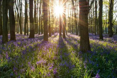a field of bluebells in a wood with the sun shining through the trees at Beautiful 2BR In Kippford With Incredible Views - Pass the Keys in Palnackie