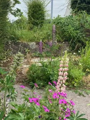 a garden with pink flowers and plants at lake District cottage in Bootle