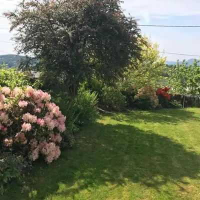 a shady garden with a tree and flowers at Phoenix Cottage in Kippford