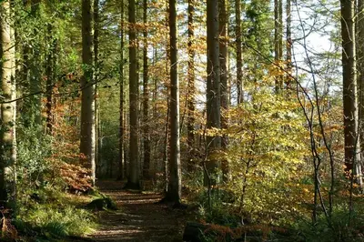 a path in a wooded area with trees at Barnacle in Mainsriddle