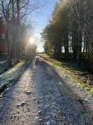 a dirt road with the sun shining through trees at Wrens nest in Newton Stewart