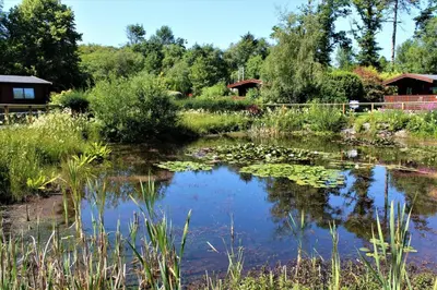 a pond with lily pads in a garden at Beautiful Norwegian Lodge in Kippford with Garden - Pass the Keys in Dalbeattie