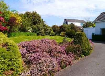 a garden with purple bushes and a house at Foxbrae Cottage in Rockcliffe